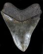 Sharp Megalodon Tooth - South Carolina #34358-2
